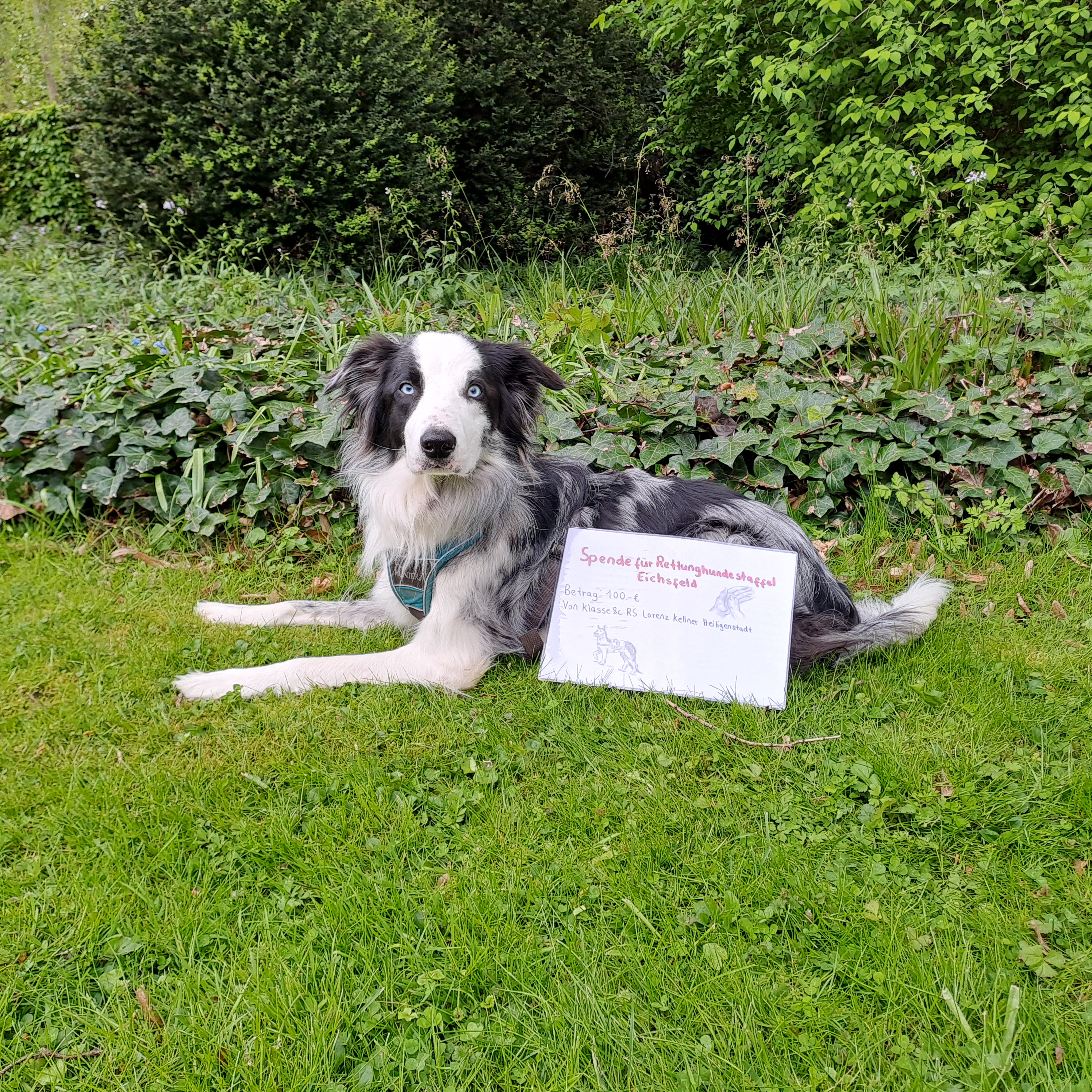 Schüler engagiert für Teamdogs