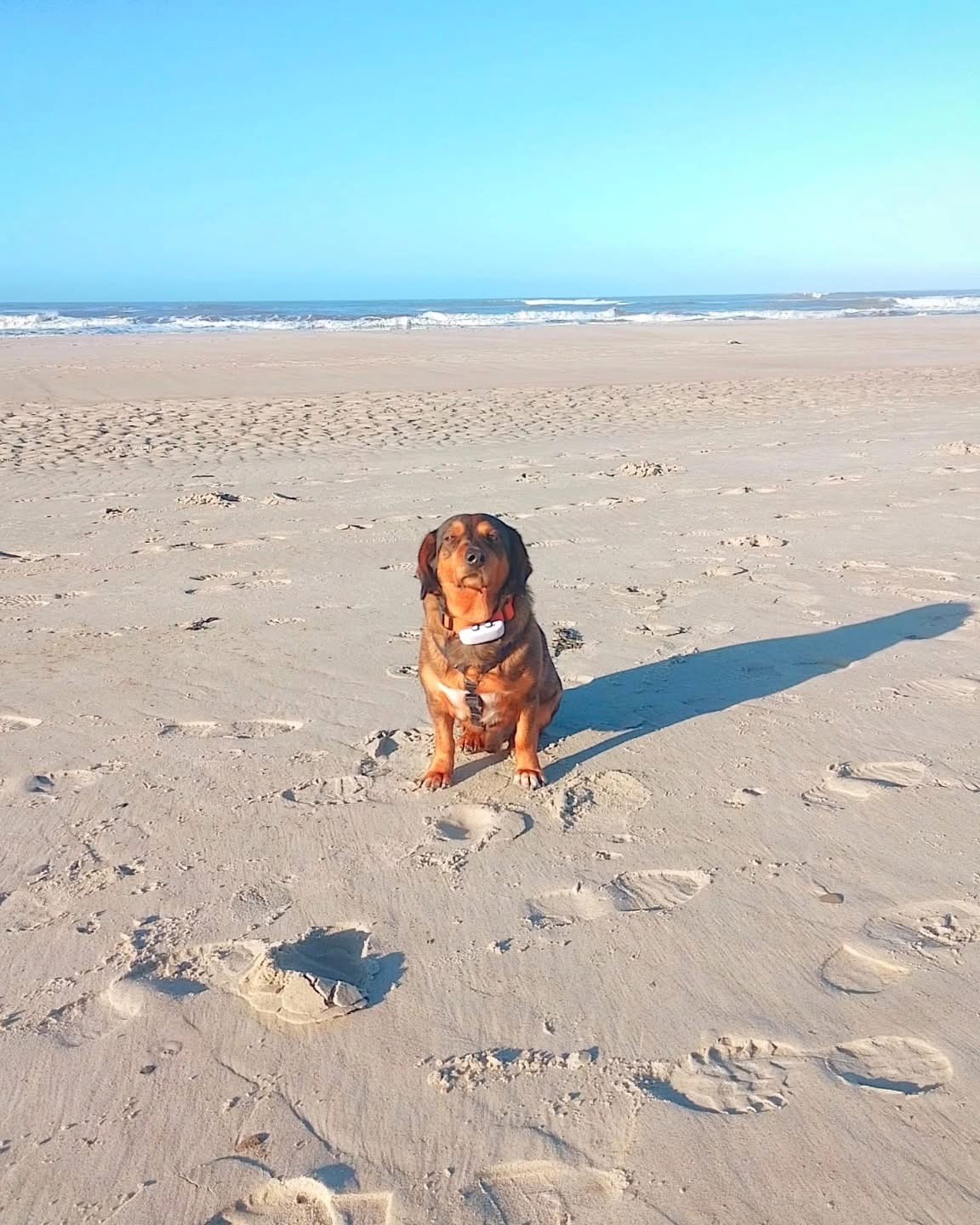 Run free kleiner Mimi 🌈🖤 (2018-01.05.25)