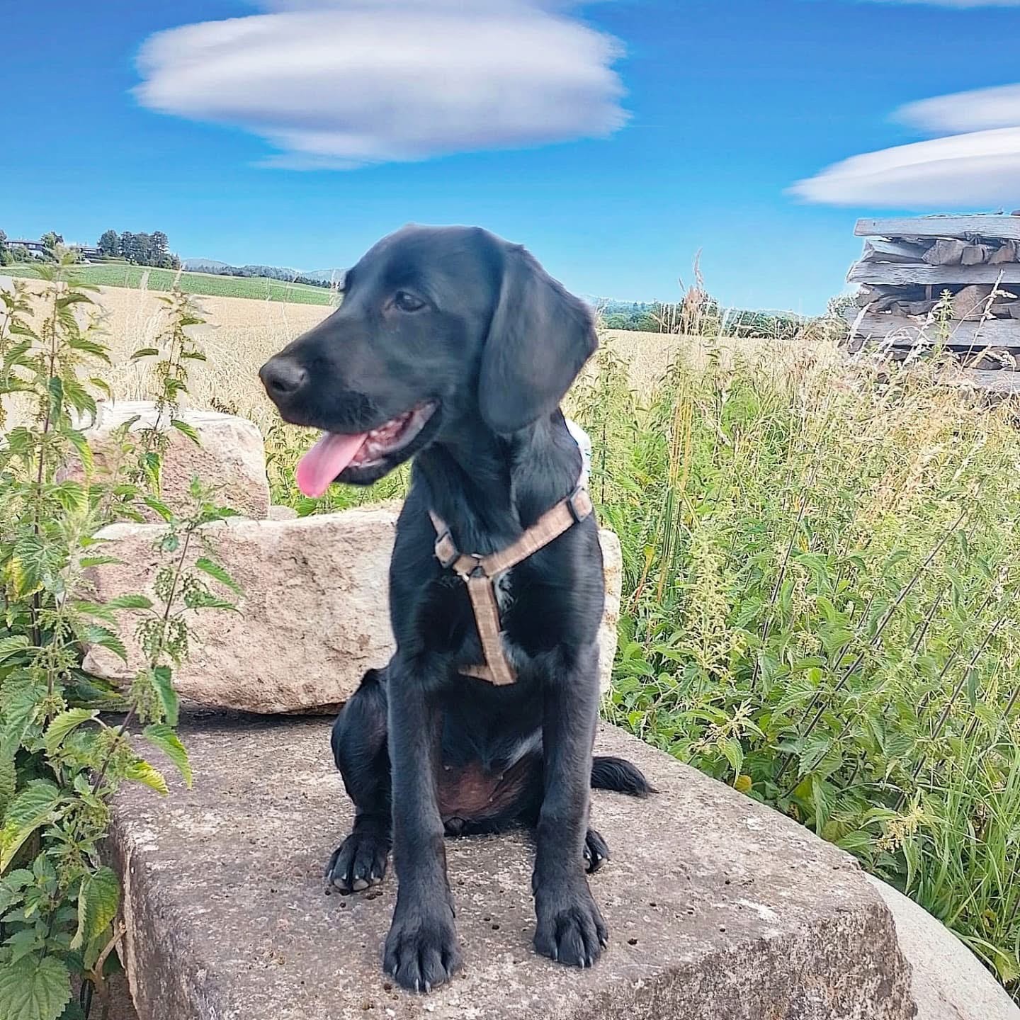 Herzlich Willkommen bei den Teamdogs liebe Ela❣️